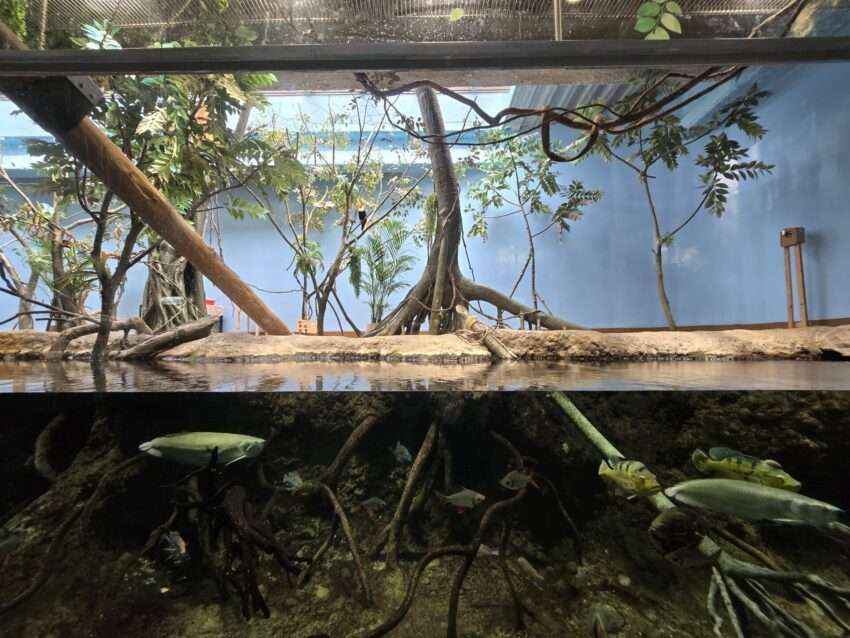 Xpark熱帯雨林探険区の淡水魚・両生類展示