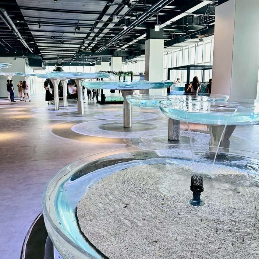3階 台中の河川エリアの淡水魚展示