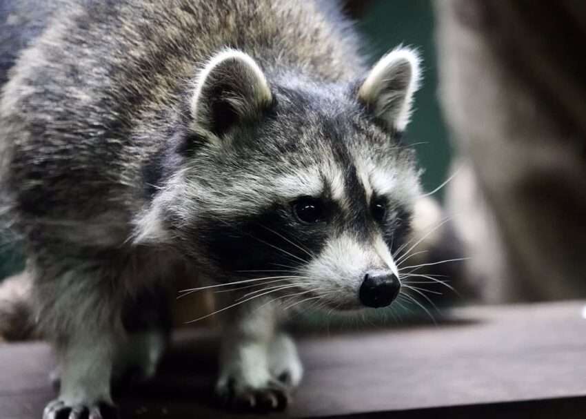 こども動物エリアで動物と触れ合う子どもたちの様子