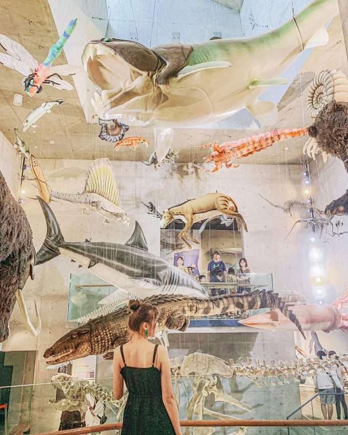 台南左鎮化石園区。古生物化石の展示館