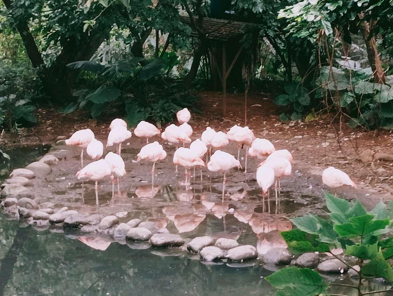 台北市立動物園のフラミンゴ