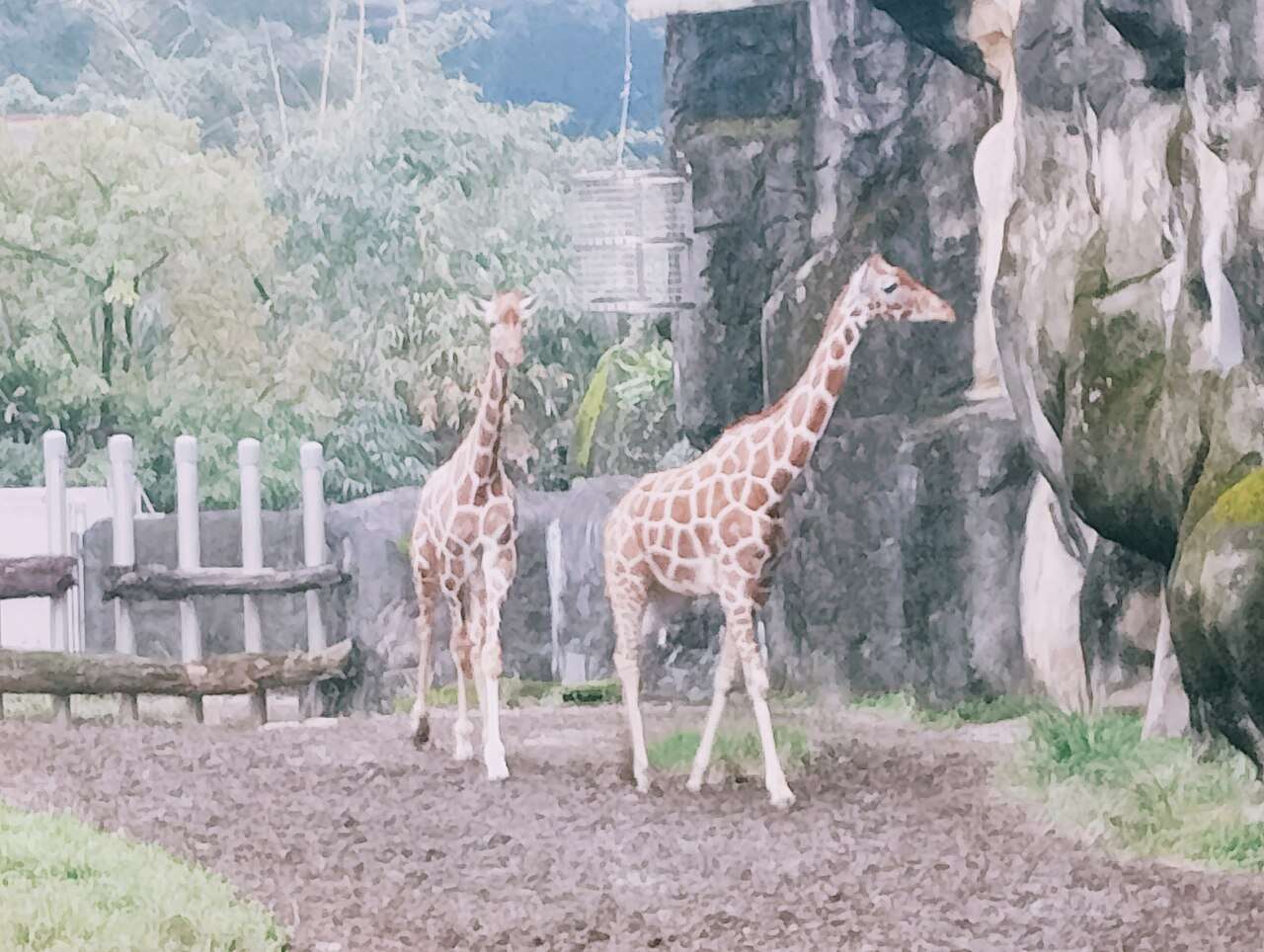 台北市立動物園のキリン