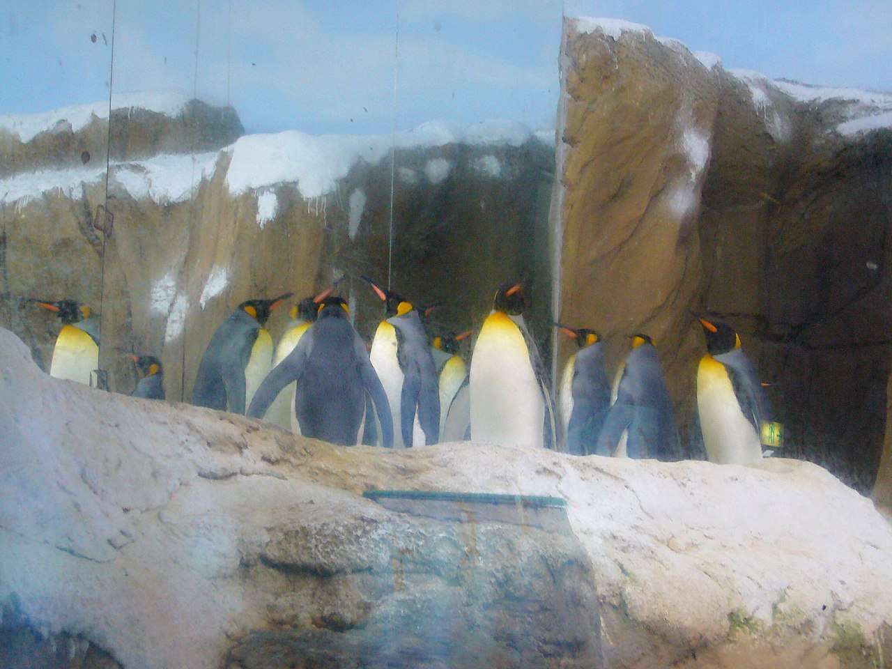 台北市立動物園のキングペンギン