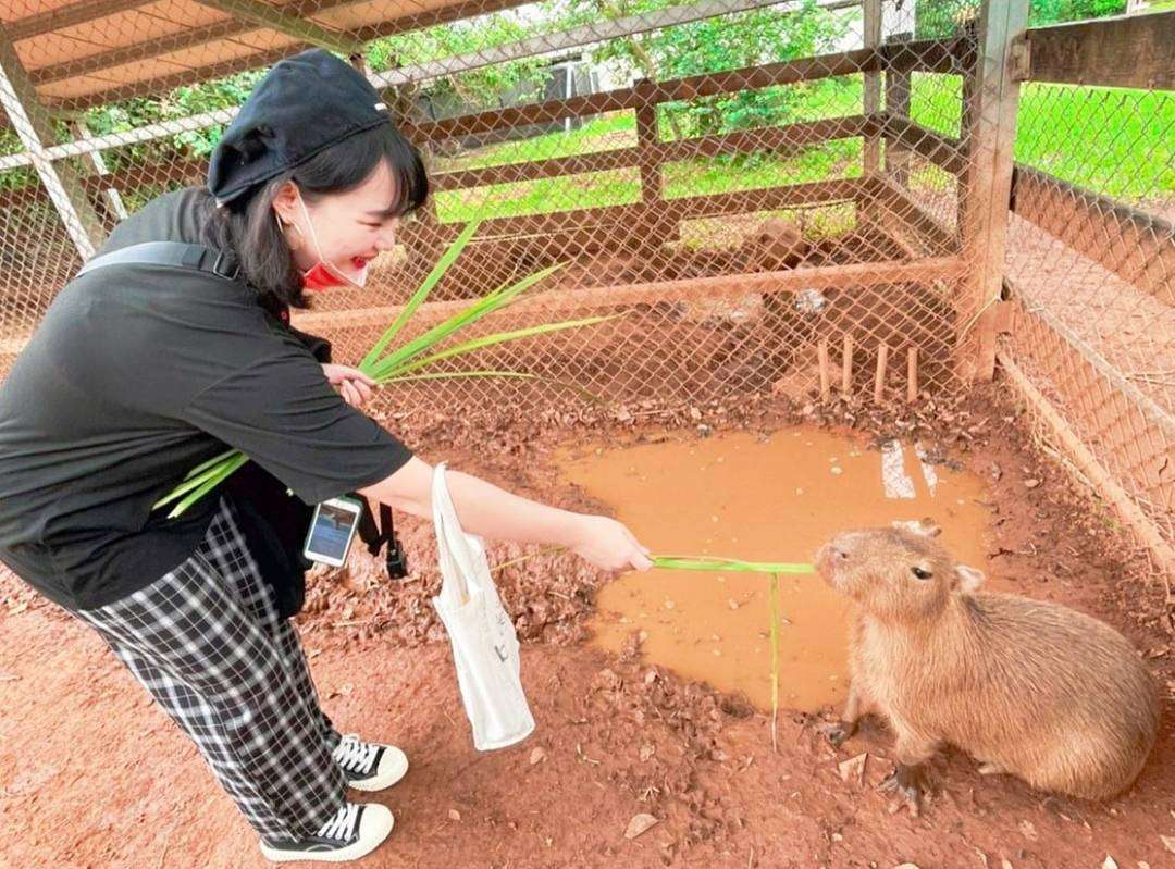 埔心牧場の動物たちとふれあうエリア