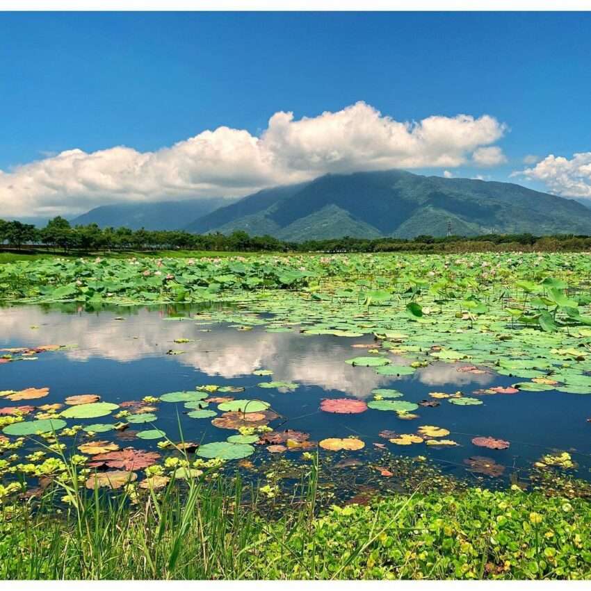 台東・池上大坡池の夏の蓮の花。広い湖面に空が映り込む静かな自然景観