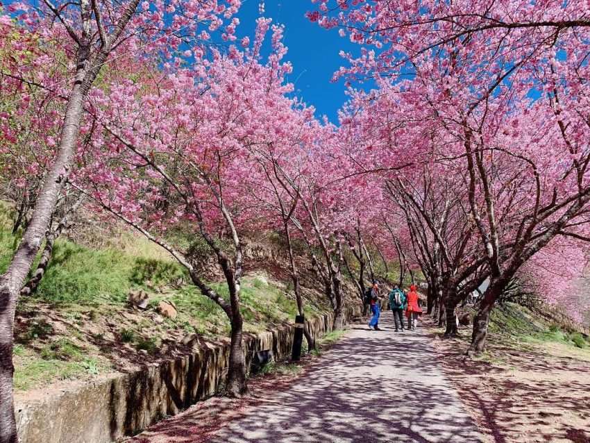 武陵農場の桜シーズン、満開の吉野桜がコース沿いに咲き誇る