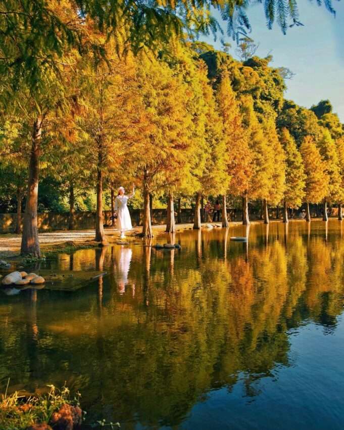 月眉湿地公園の落羽松林と自然環境