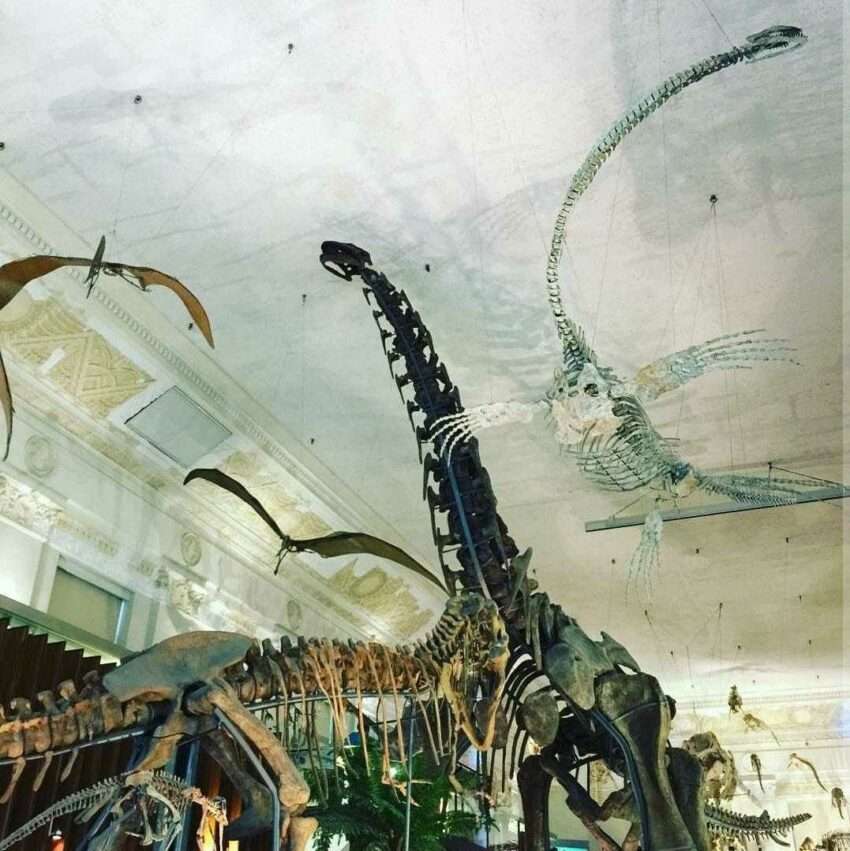 国立台湾博物館古生物館の展示