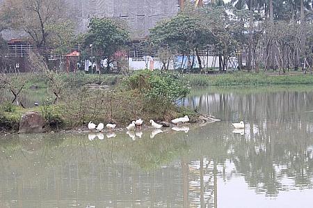 松山文創園区の生態池でのんびり泳ぐアヒルたち