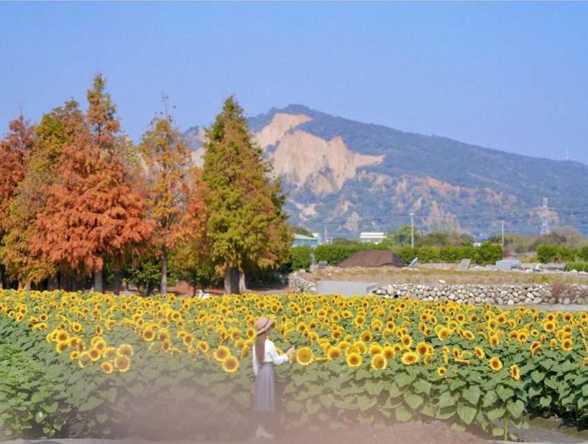 中社観光花市の整然と並ぶ花壇に色とりどりの花が咲き誇る