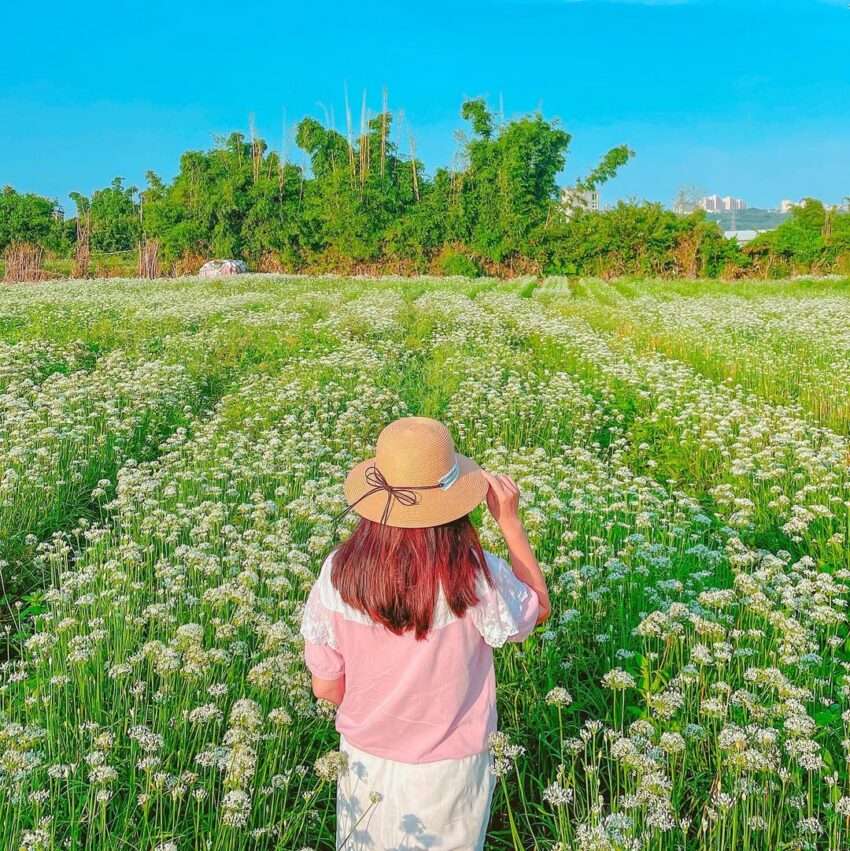 大渓中新里の韭菜花畑の白い花海の景観