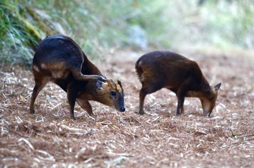 大雪山の山羌。園内でよく見られる野生動物
