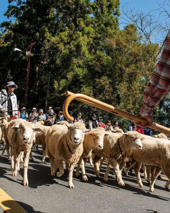 清境奔羊節のイベント会場。大勢の羊が草の斜面を駆け下りる壮観な光景