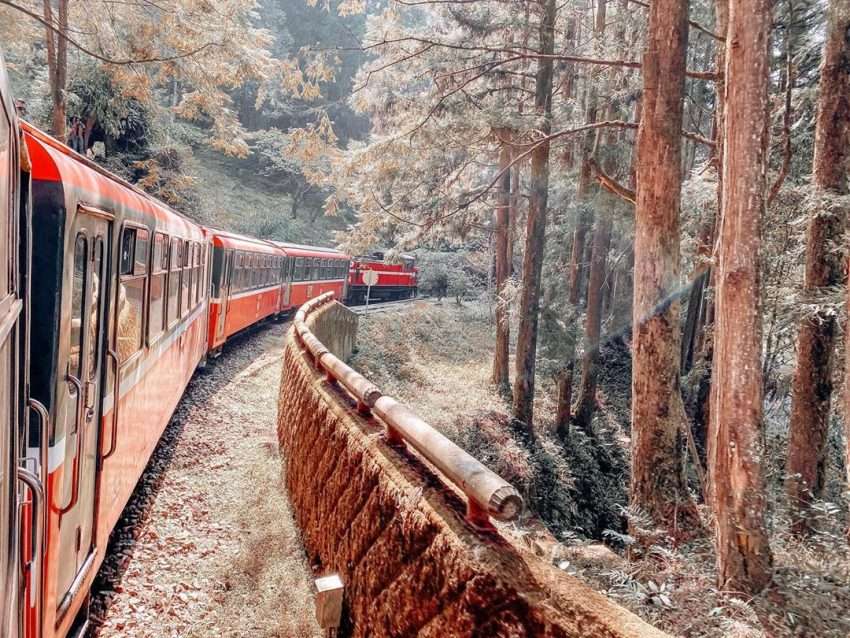阿里山国家森林遊楽区の森林風景