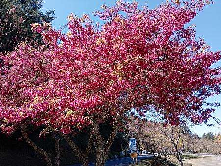 塔塔加の駐車場に咲く寒緋桜。標高が高く、平地とは異なる花が楽しめる