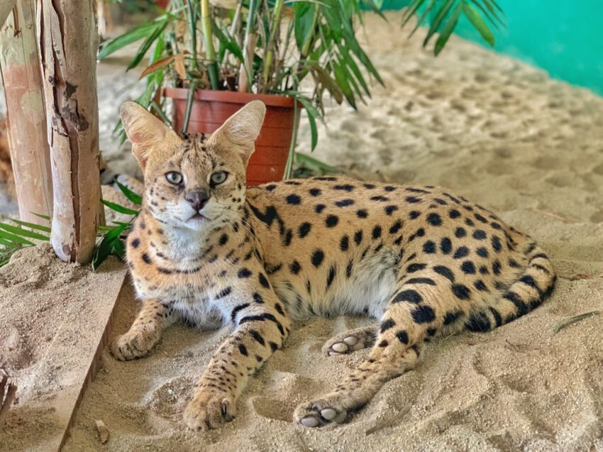 頑皮世界のサーバルキャット館で展示されているサーバルキャット。台湾では珍しい野生のネコ科動物