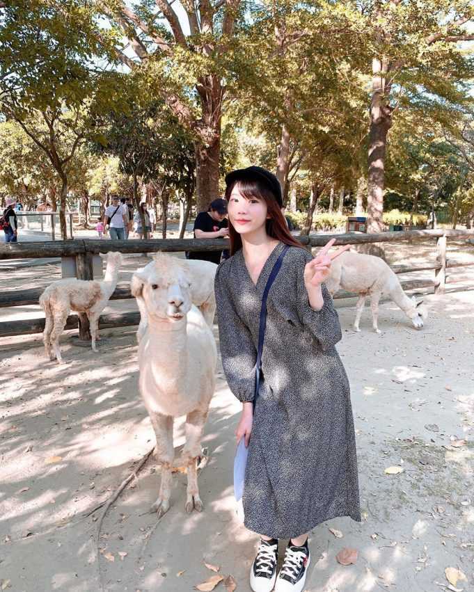 頑皮世界のアルパカ（草泥馬）の群れ。来園者が牧草を持つと群れが一斉に近づいてくる