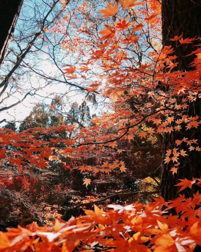 福壽山農場の秋、紅葉が農場の建物と山の景色に映える