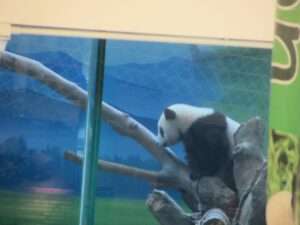 Giant Panda Yuan Zai in Taipei Zoo, April 27th,