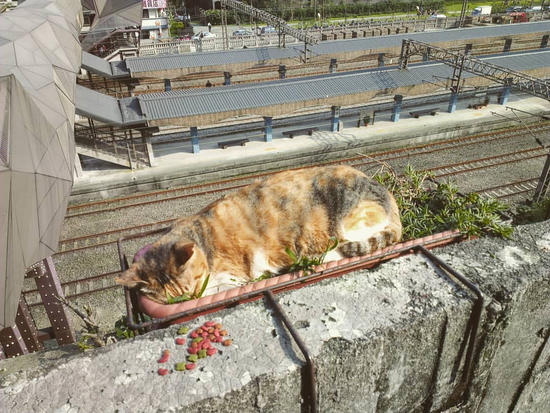 猴硐駅近くの線路脇を悠々と歩く野良猫たち