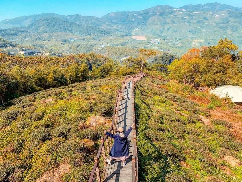 太興岩歩道の石段。両側に古木が茂り、岩壁には苔が生えています