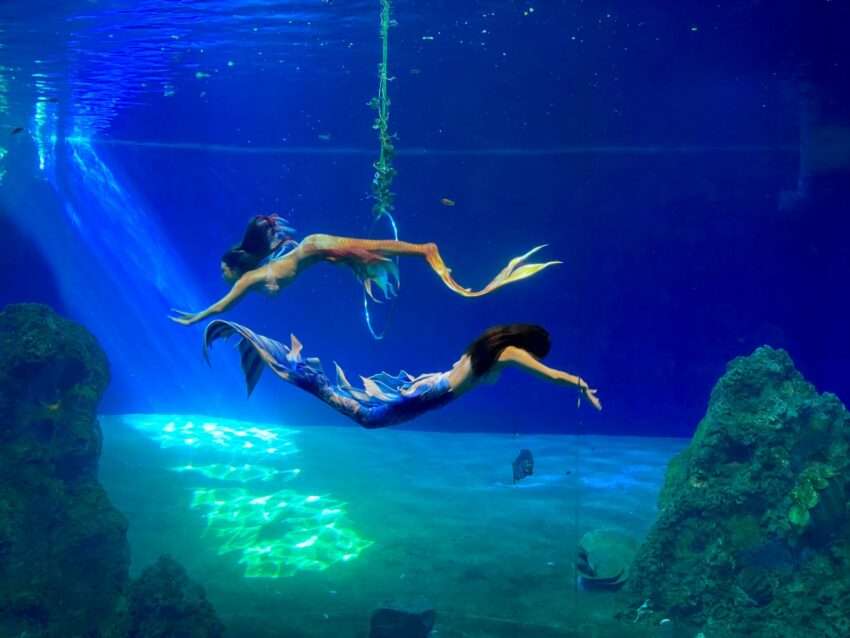 遠雄海洋公園の海洋生物展示とショーの様子