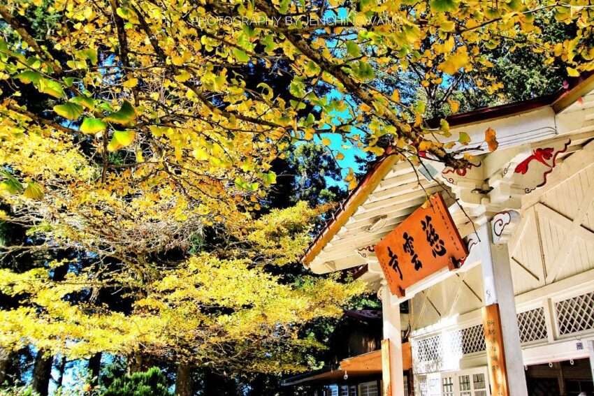 阿里山雲海｜慈雲寺展望台