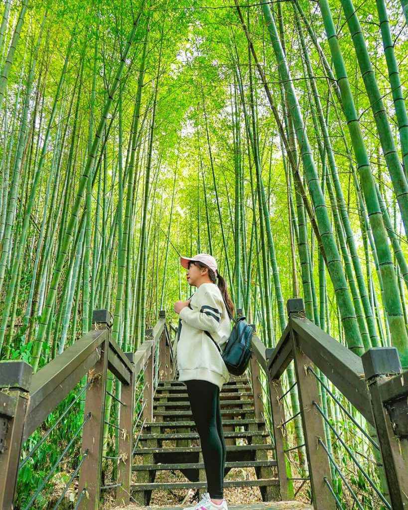 石棹霧之道の両側に茂る植物と木々の間を漂う霧