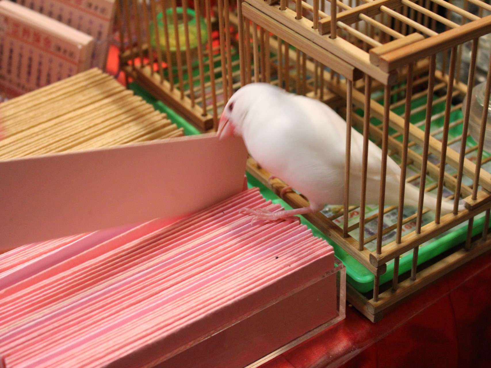 芷羚論命の鳥占いの様子