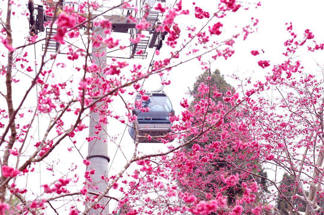 九族文化村の春の桜まつり。多くの旅行者がロープウェイで花見に訪れる