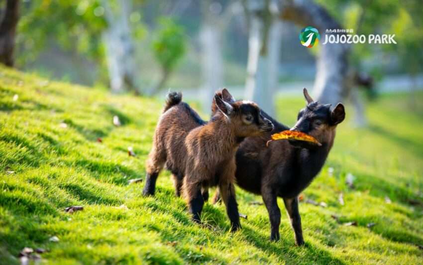 九九峰動物楽園の鳥類展示エリア。多種類の鳥が園内で展示されている