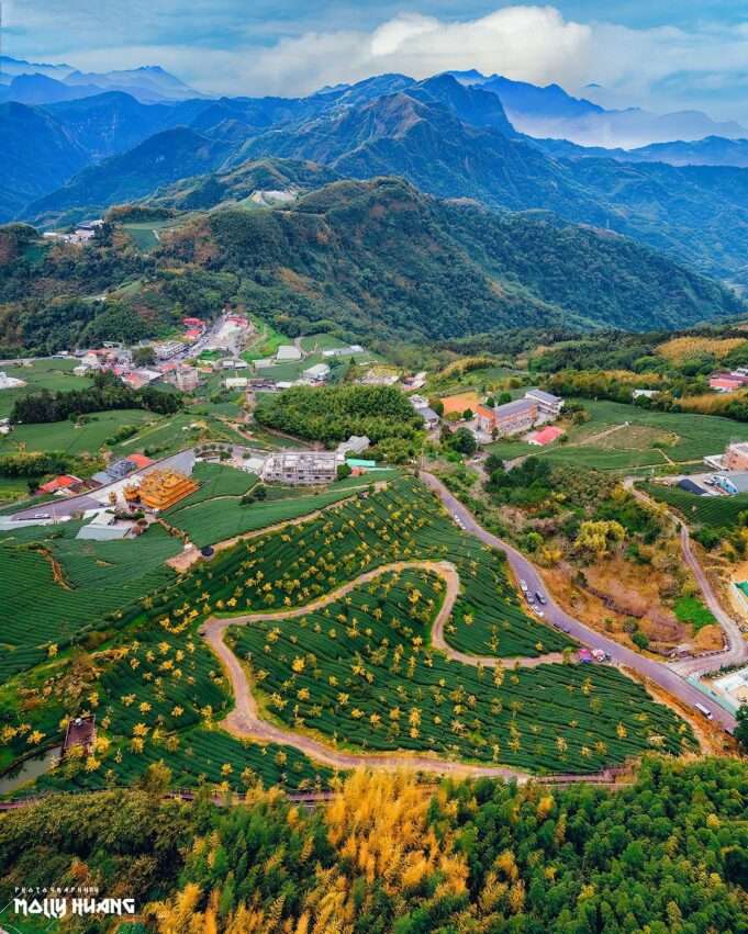 頂石棹歩道から見下ろす茶畑の棚田と遠くの山並み
