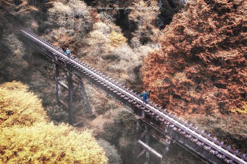 阿里山の眠月線。廃線となった線路が深い高山の森を貫き、レールには苔や落ち葉が積もっています