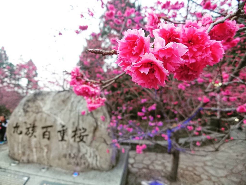 九族文化村の春の桜。ピンクの花が咲き誇り、ロープウェイを背景に広がる花の海