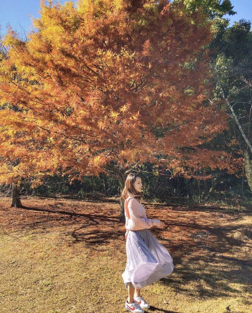 奧萬大の秋の紅葉歩道。赤やオレンジに染まったモミジが山の斜面を覆っている