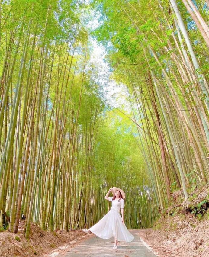 瑞里グリーントンネルの竹林の小道。竹が交差して自然のアーチを作り、木漏れ日が差し込んでいます