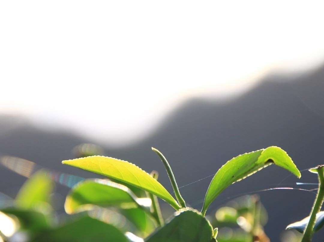 日月潭紅茶|日月潭紅茶の2大品種を徹底比較:台茶18号(紅玉