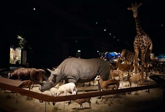 奇美博物館の動物室に展示された各大陸の哺乳動物の剥製標本（大型動物を含む）