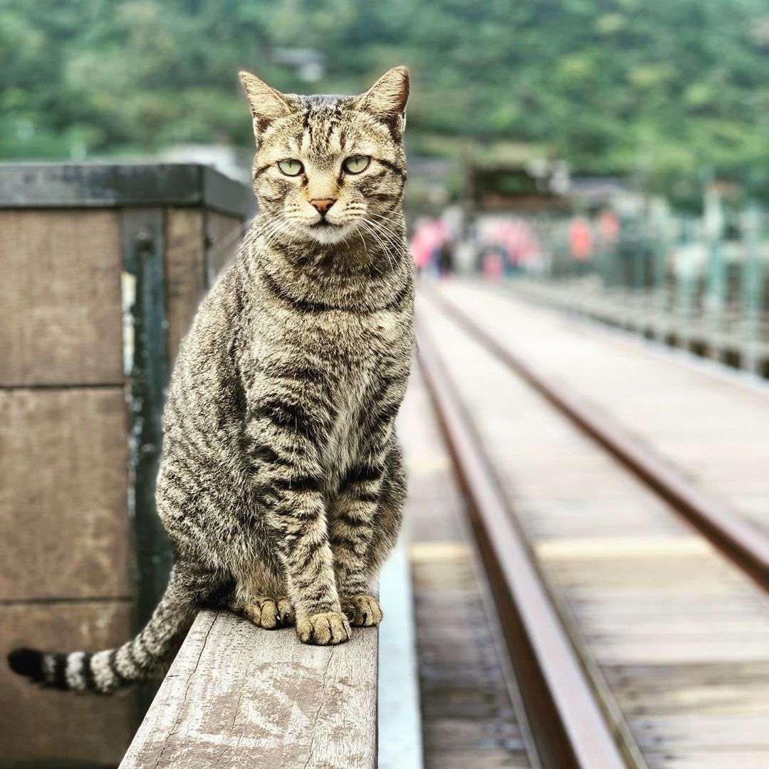 猴硐の猫村でのんびり日向ぼっこをする猫