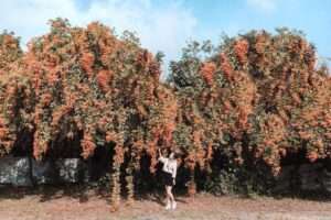 菇神景觀餐廳の屋外庭園とキャンドルフラワーが咲く季節の景観