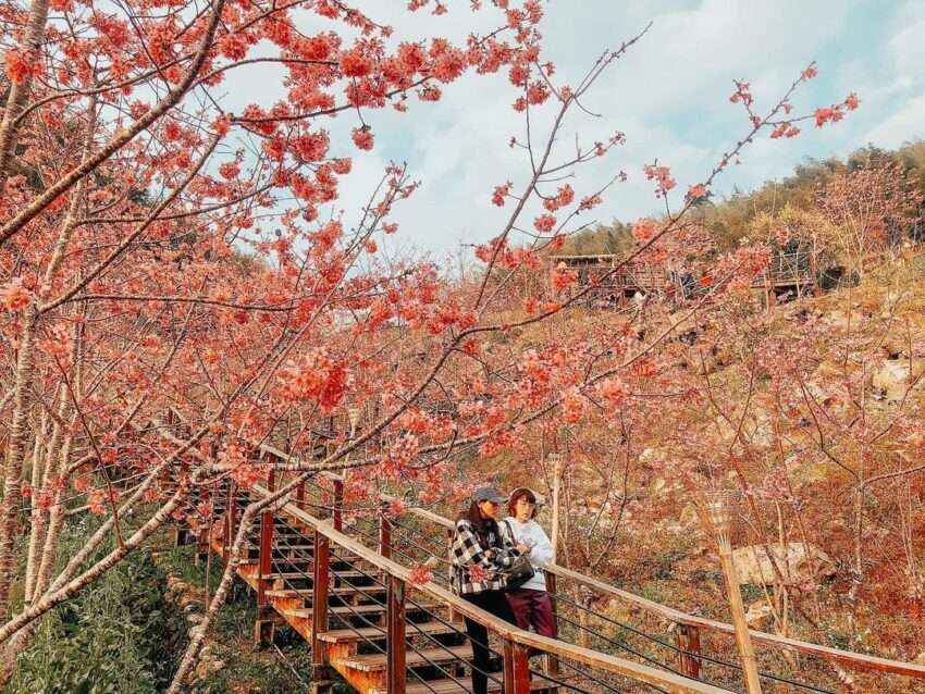 頂石棹歩道の春の吉野桜。ピンクと白の花が歩道の両側を覆い、花のトンネルを作っています