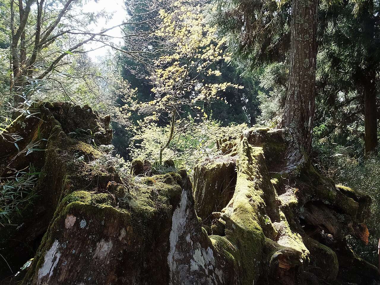 阿里山森林遊楽区の広大な山々と森林の風景