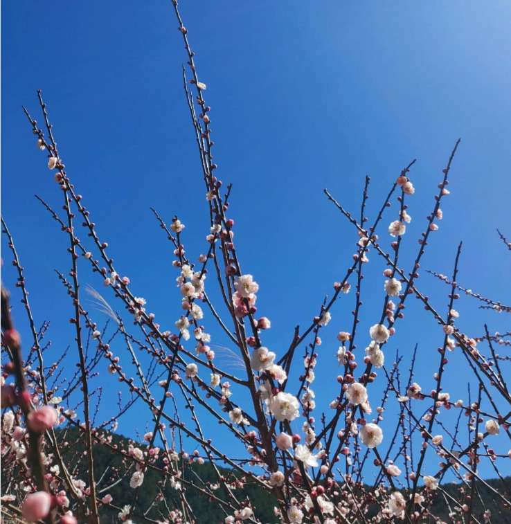 台湾花見スポット|台湾の花見スポットを季節別に選ぶ:月別の見