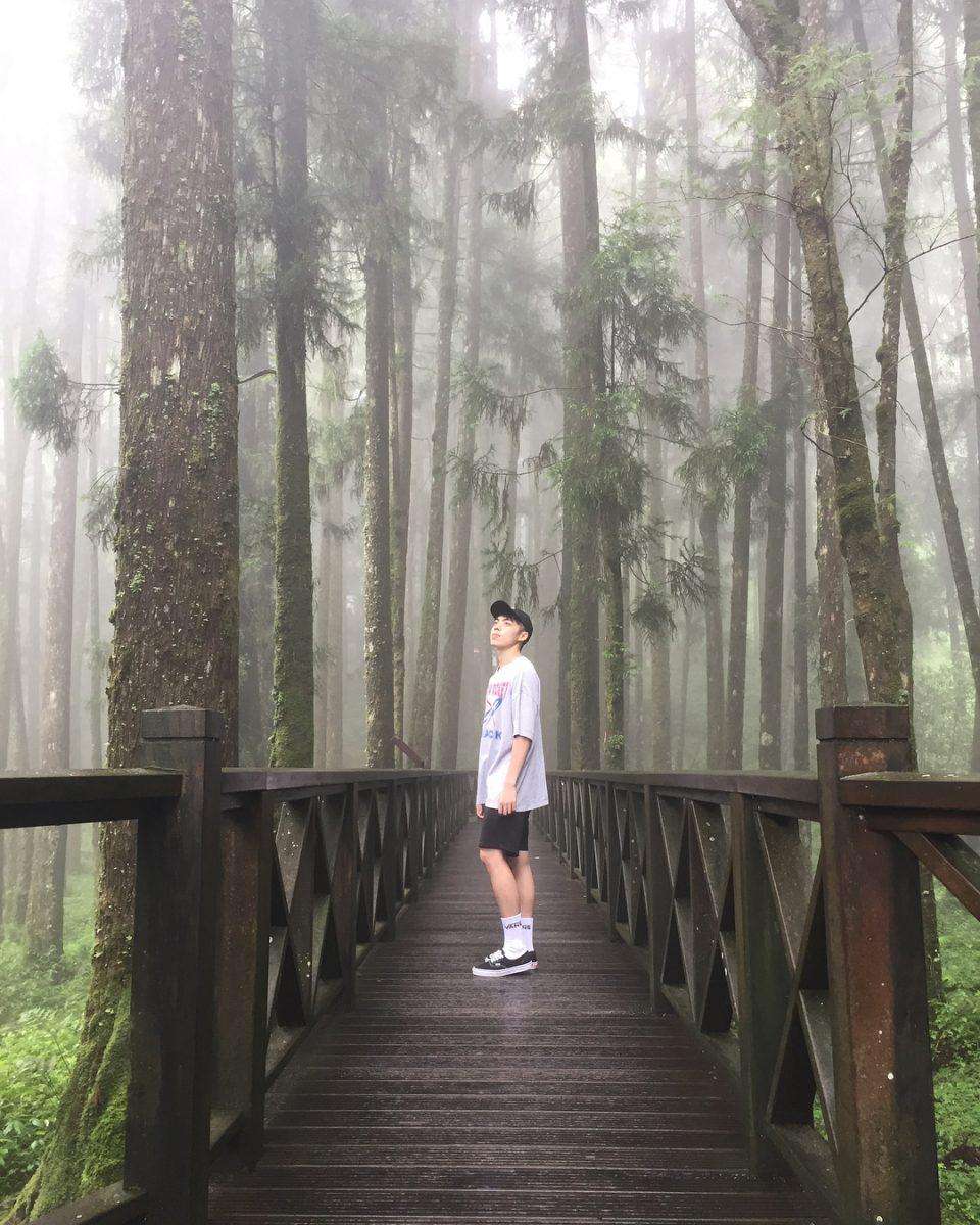 阿里山第一巨木桟道から見上げる高くそびえる紅檜巨木
