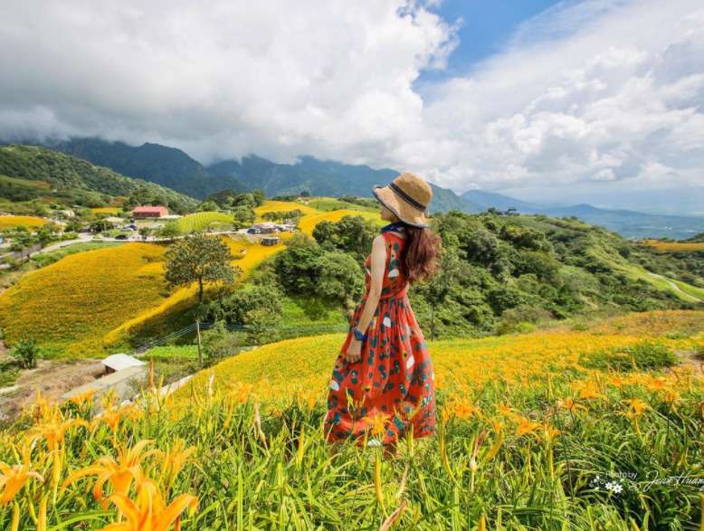 花蓮・六十石山に広がるオレンジ色のヒメカンゾウ畑