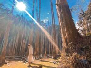忘憂森林の湖に枯れ木が立ち並び、霧に包まれた幻想的な風景