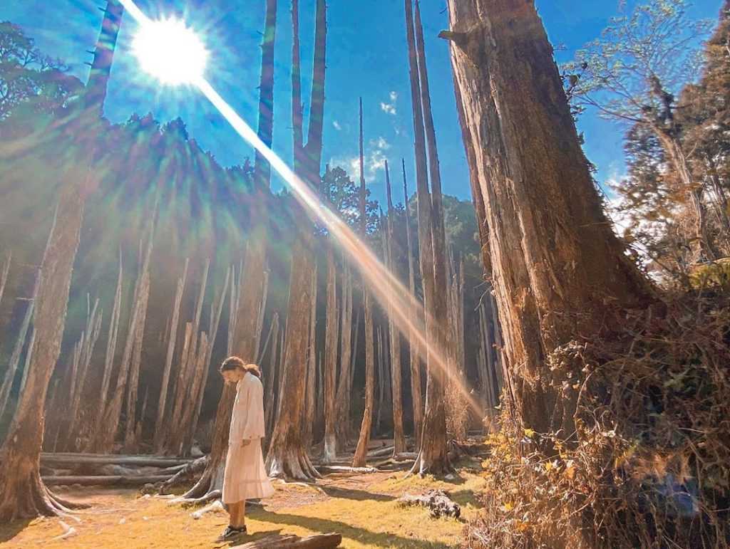 忘憂森林の湖に枯れ木が立ち並び、霧に包まれた幻想的な風景
