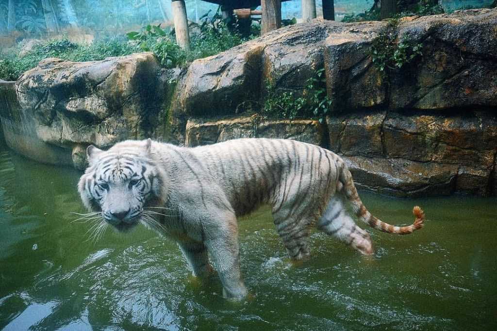 六福村動物園の白トラ。珍しい動物の展示