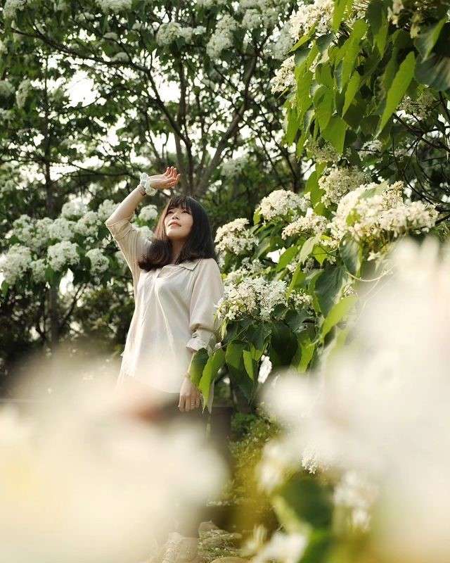 苗栗の油桐花遊歩道に白い花びらが舞い落ちる様子