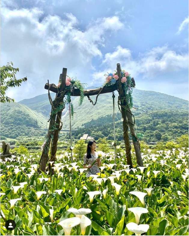 竹子湖のカラー農園に広がる白いカラーの花畑